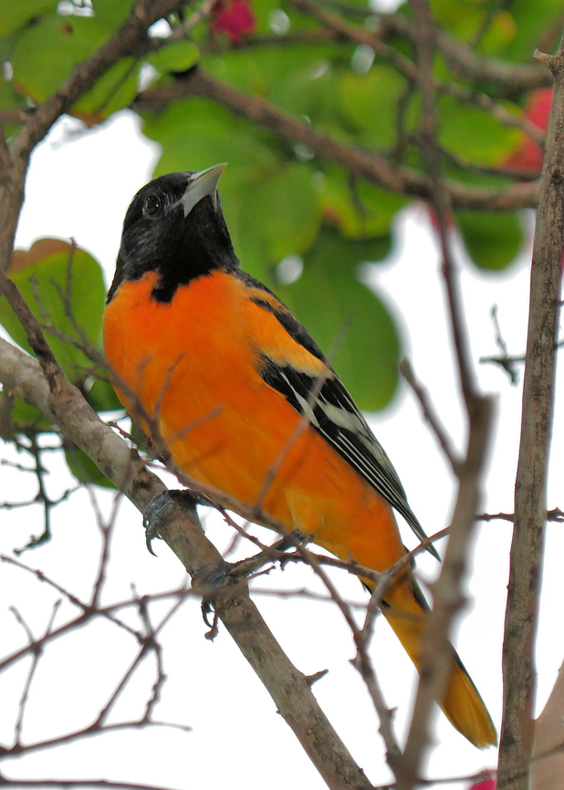 Far From Home  a Baltimore Oriole in Argyle, Texas Baltimore oriole,Icterus galbula