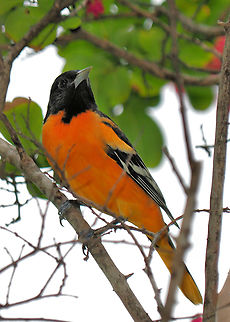 Far From Home  a Baltimore Oriole in Argyle, Texas Baltimore oriole,Icterus galbula