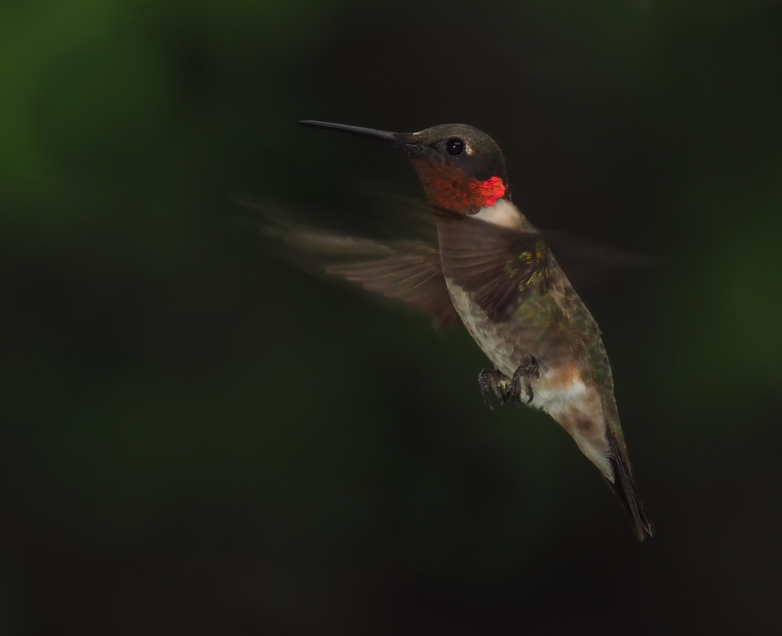 Perfect Hover Hummers will sometimes hover backwards from flower or feeder, a good time to get the shot. Archilochus colubris,Ruby-throated hummingbird