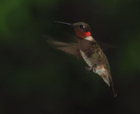 Perfect Hover Hummers will sometimes hover backwards from flower or feeder, a good time to get the shot. Archilochus colubris,Ruby-throated hummingbird