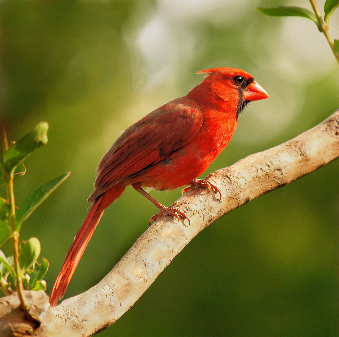 Very Red Cardinal male northern cardinal Cardinalis cardinalis,Northern Cardinal