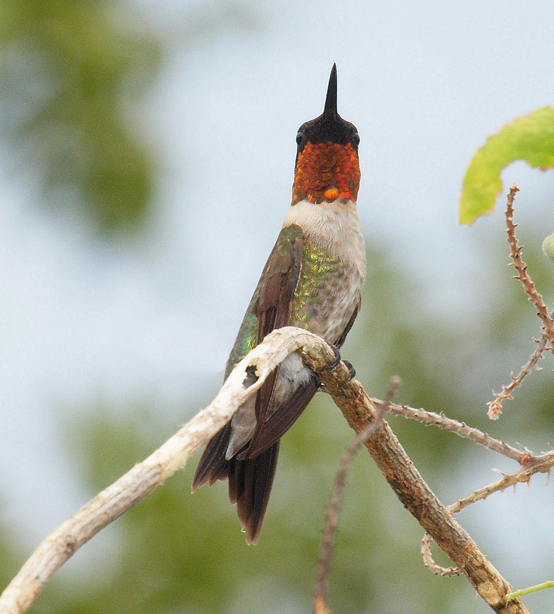Aren't I Gorgeous? Neck detail of gorget,  male ruby-throat hummer. Archilochus colubris,Ruby-throated hummingbird