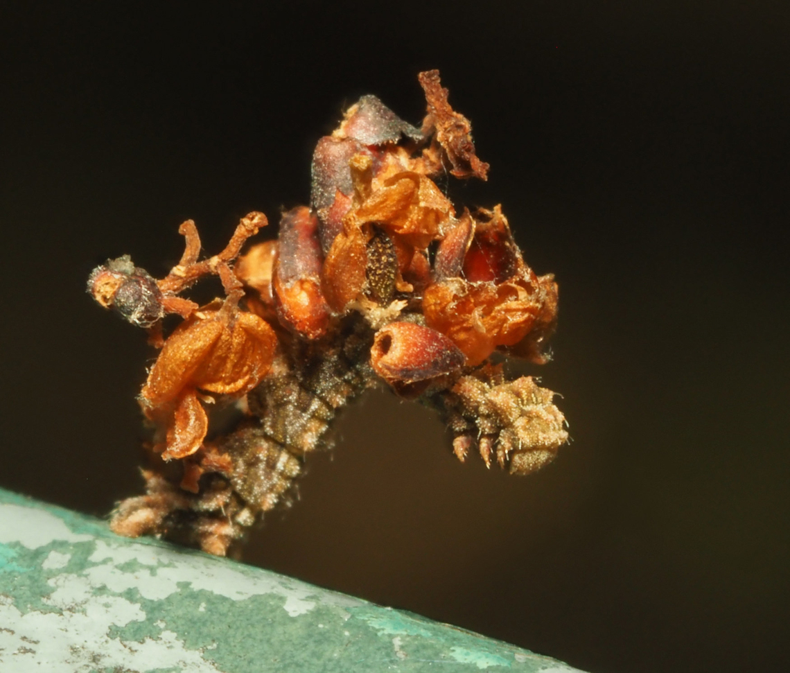 Synchlora, aerata or perhaps frondaria caterpillar covers itself with bits of debris to avoid detection. Synchlora aerata,Wavy-lined emerald moth