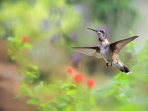 A female Ruby-throated hummingbird hovering in home garden. Archilochus colubris,Ruby-throated hummingbird