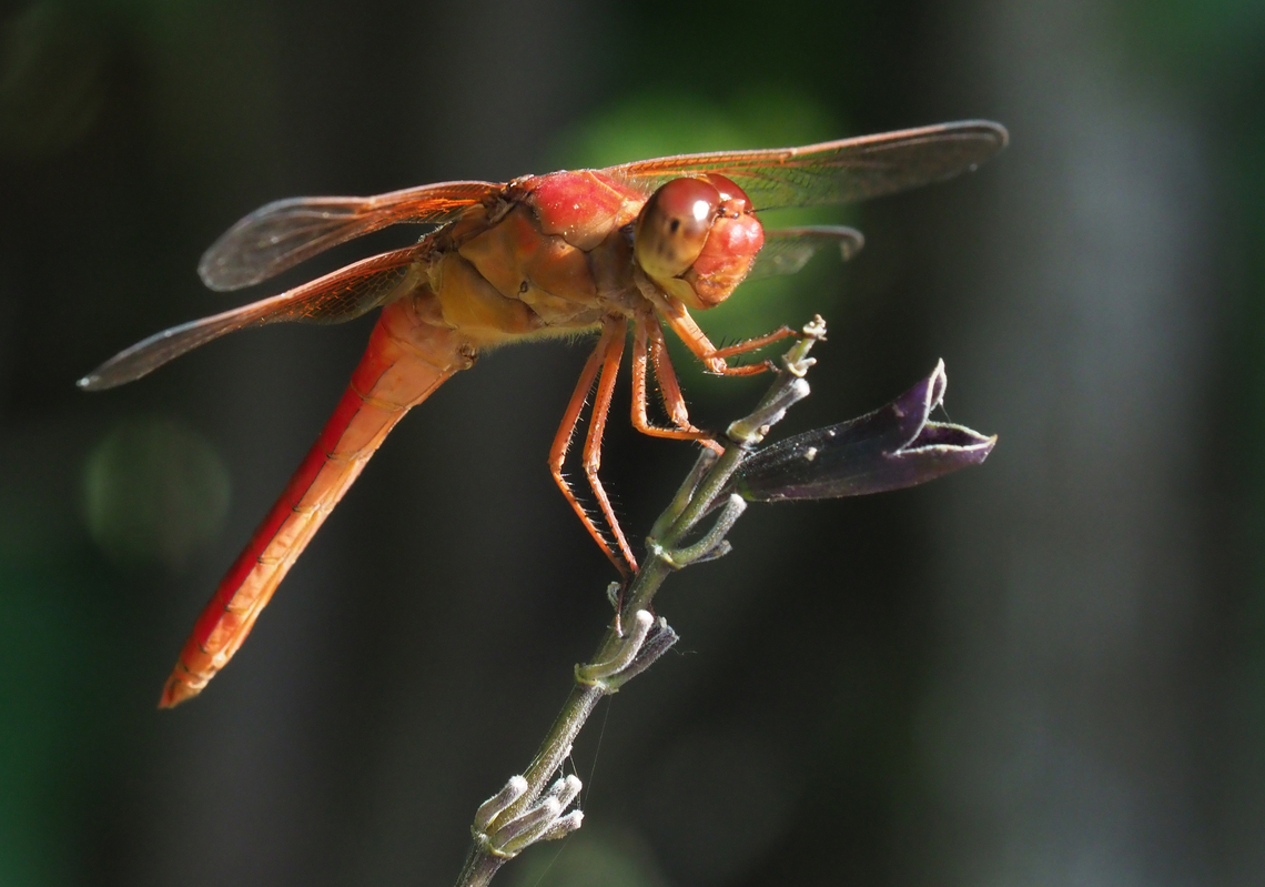 Red-orange Dragonfly The neon skimmer on slavia Libellula croceipennis,Neon skimmer