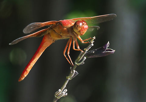 Red-orange Dragonfly The neon skimmer on slavia Libellula croceipennis,Neon skimmer