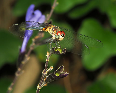 Genus Pachydiplax commonly known as Blue Dasher Skimmer Blue dasher,Pachydiplax longipennis