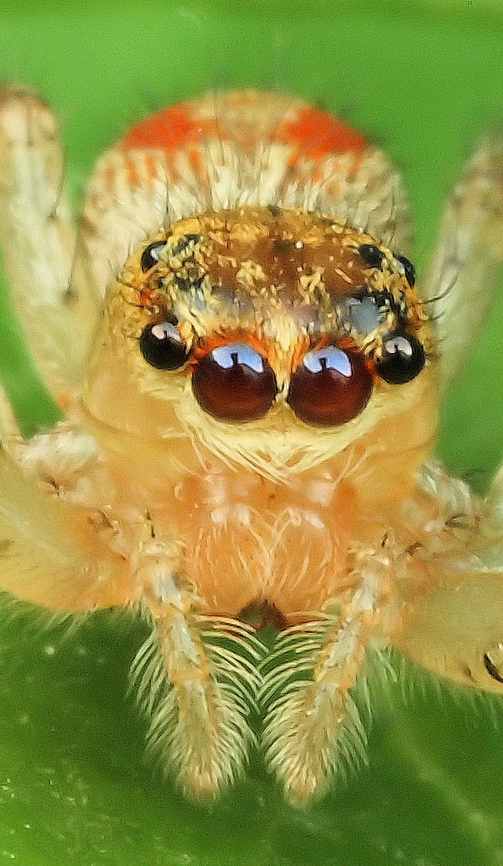 Maevia Inclemens female close up of Maevia Dimorphic Jumping Spider,Maevia inclemens