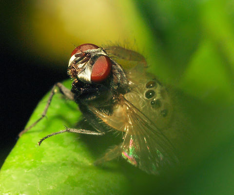 Secret Admirer jumping spider is having a fly for lunch Common flesh fly,Sarcophaga carnaria