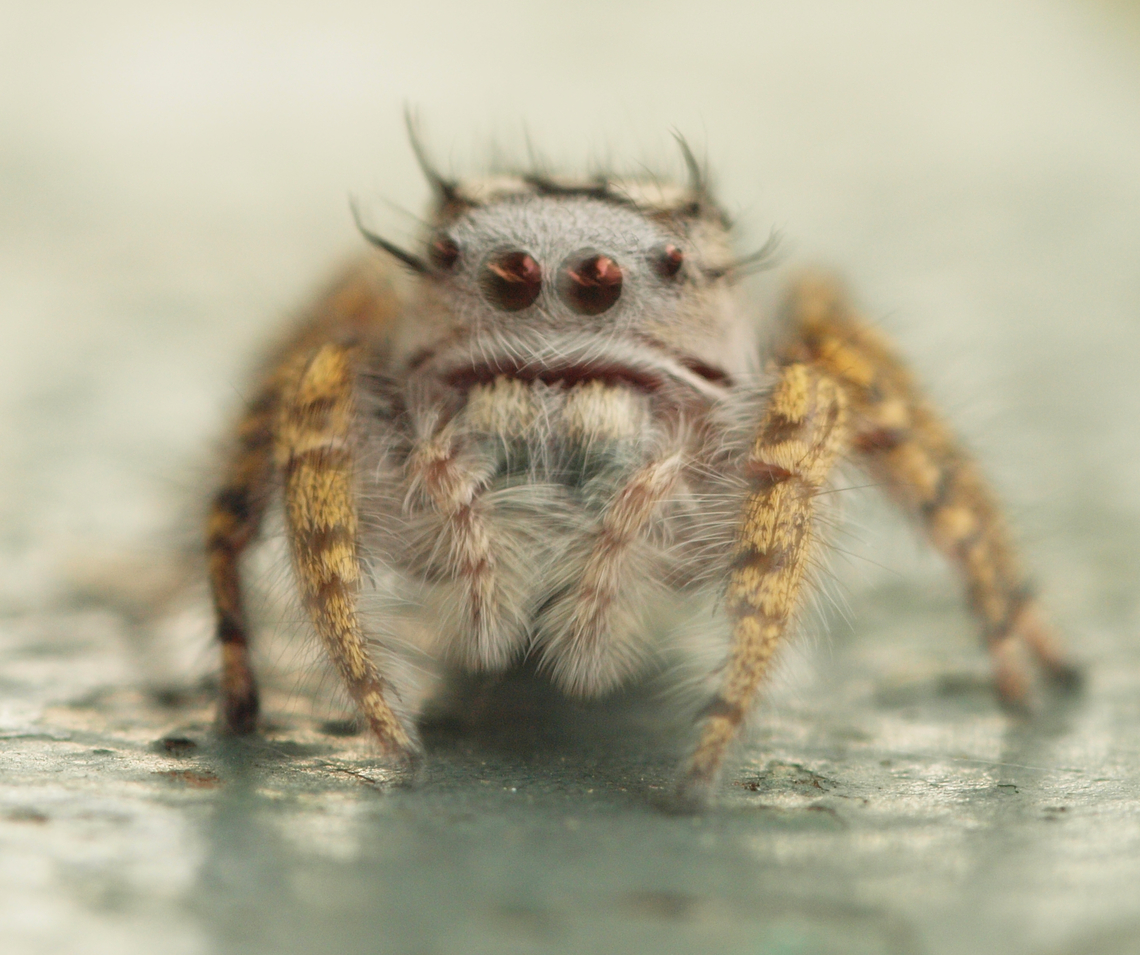 MS. HEEBIE-JEEBIES. Spiders give some people the heebie-jeebies! Phidippus mystaceus; arachnophobia