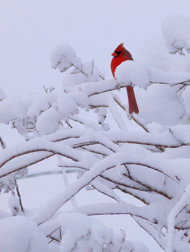 Red, White, and Texas male northern cardinal and rare Texas snowfall. Cardinalis cardinalis,Northern Cardinal
