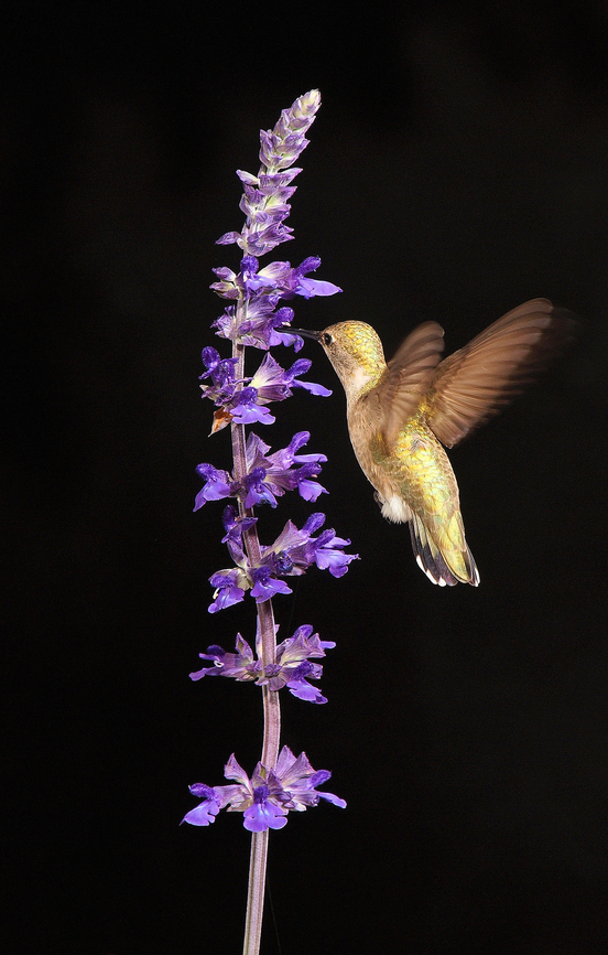 female ruby-throat feeding on blue salvia.  Archilochus colubris,Ruby-throated hummingbird