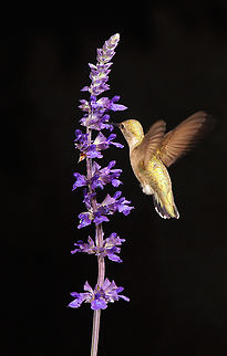female ruby-throat feeding on blue salvia.  Archilochus colubris,Ruby-throated hummingbird