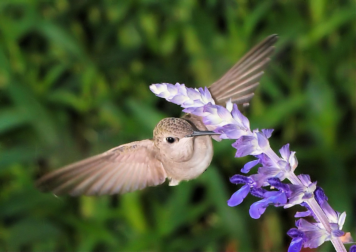 A female Ruby-throated hummingbird feeding on salvia in Argyle, TX Archilochus colubris,Ruby-throated hummingbird