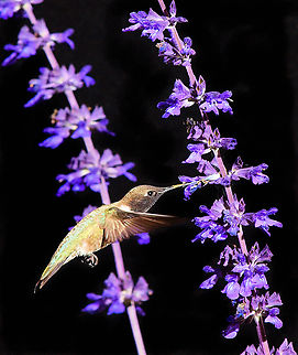 so many choices...... Having so many feeding choices makes it more difficult to anticipate where to point the camera. Female ruby-throat and blue salvia. Archilochus colubris,Ruby-throated hummingbird