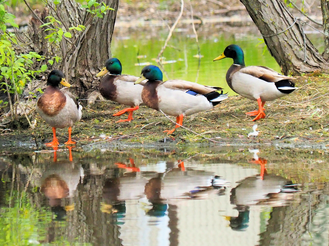 Where Are The Girls? Drake Mallards in N. Texas Anas platyrhynchos,Mallard