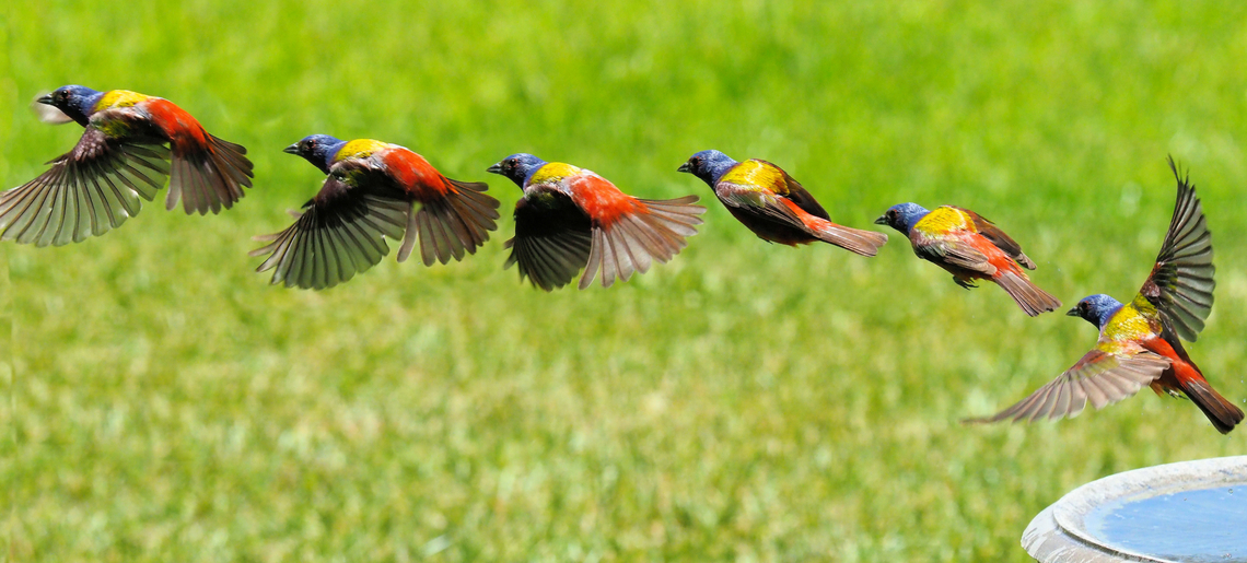 Painted Bunting Flight composite of six images of male PB taking flight. Painted Bunting,Passerina ciris