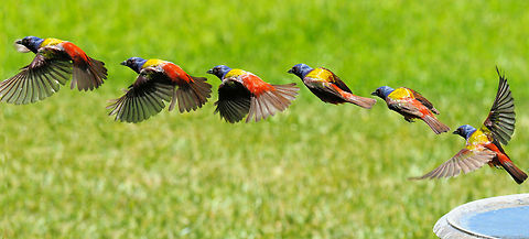 Painted Bunting Flight composite of six images of male PB taking flight. Painted Bunting,Passerina ciris