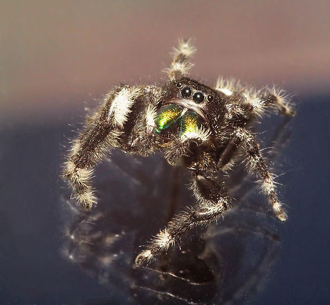 Jumper on window glass Phidippus Audax Phidippus audax