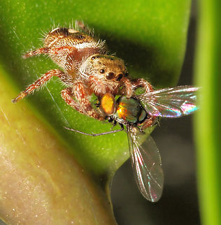 Jumping Spider and Long Legged Fly  arachnids feeding