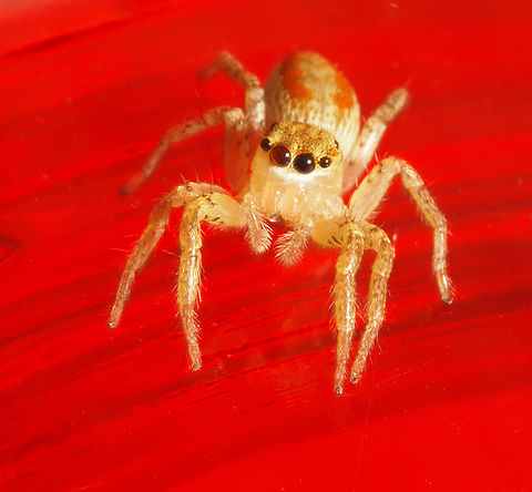 Lady On Red female Maevia inclemens photographed  on red humming bird feeder has pizzaz. Dimorphic Jumping Spider,Maevia inclemens