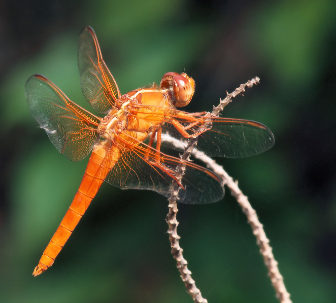 Neon Skimmer (female) species could be Flame skimmer, not sure Libellula croceipennis,Neon skimmer,skimmers