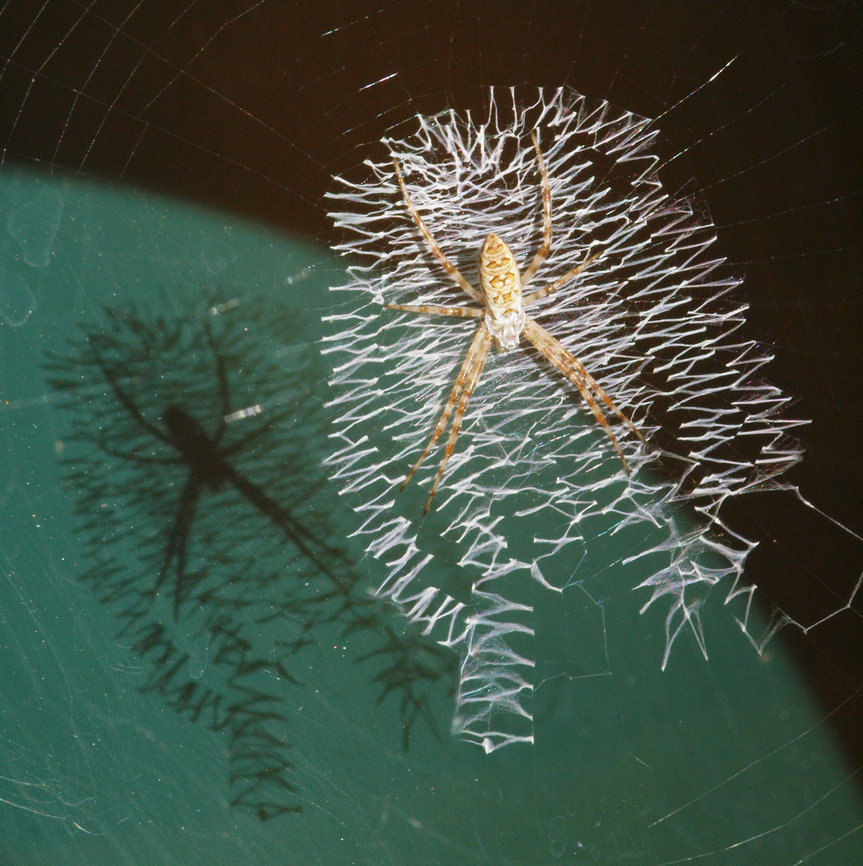 Me and My Shadow Garden spider and web. Juvenile Argiope aurantia Argiope,Argiope (spider),Argiope aurantia,Yellow Garden Spider