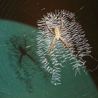 Me and My Shadow Garden spider and web. Juvenile Argiope aurantia Argiope,Argiope (spider),Argiope aurantia,Yellow Garden Spider