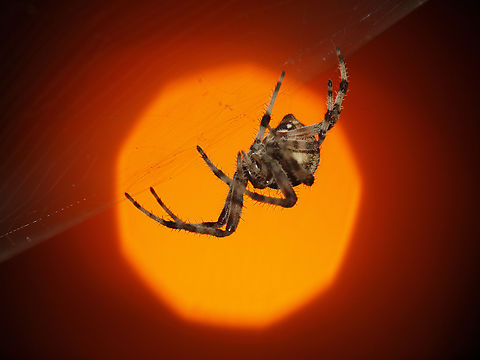 Common Orb Weaver street light used as background orb weaver spiders