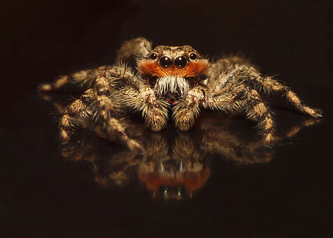My Favorite Spider Platycryptus undatus has been viewed only once in my area of N. Texas.  Platy from the Greek means to flatten Platycryptus undatus,Tan Jumping Spider