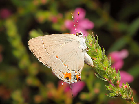 Strymon melinus Handsome gray hairstreak butterfly Gray Hairstreak,Strymon melinus