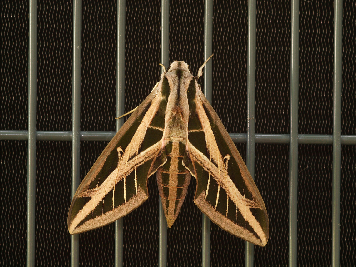 Banded Sphinx Moth Eumorpha  fasciatus Observed on air conditioner condensor Banded Sphinx Moth,Eumorpha fasciatus,banded sphinx moth