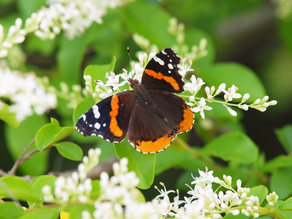 Red Admiral Butterfly feeding on Japanese privet Red Admiral,Vanessa atalanta,butterflies