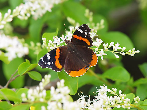 Red Admiral Butterfly feeding on Japanese privet Red Admiral,Vanessa atalanta,butterflies