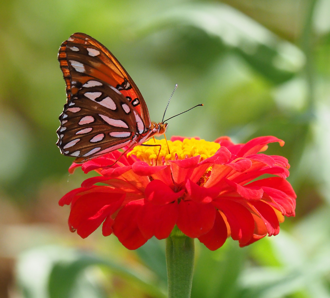 Gulf Fritillary, Agraulis vanillae Observed often during warm months in N. Texas Agraulis vanillae,Gulf fritillary