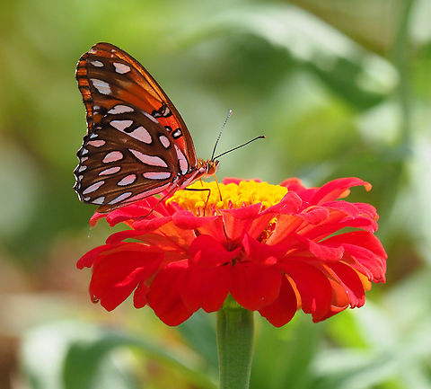 Gulf Fritillary, Agraulis vanillae Observed often during warm months in N. Texas Agraulis vanillae,Gulf fritillary