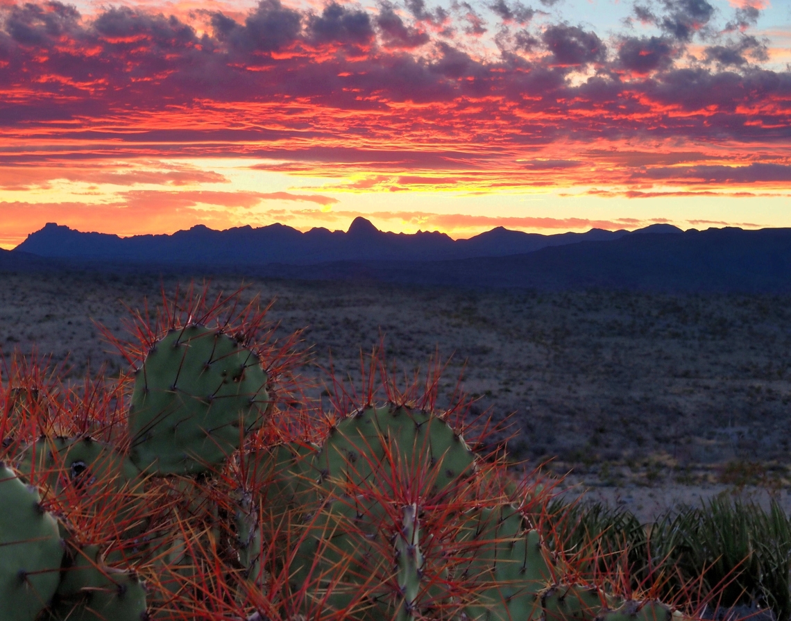 Big Bend NP Red Spiny Cactus and Chisos Mountains. Echinocactus.    E, Horizonthalonius Echinocactus e. Horizonthalonius,Echinocactus horizonthalonius,Spiny cactus;  Big Bend NP