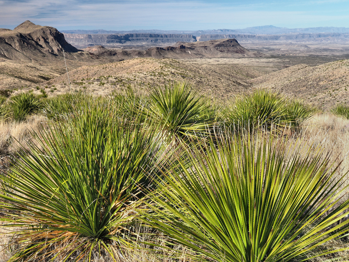 Sotol( dasylirion leiophyllum ) Big Bend NP.  Santa Elena Canyon in distance.  Sotol is an Agave. March 2018 Big Bend NP,Dasylirion leiophyllum