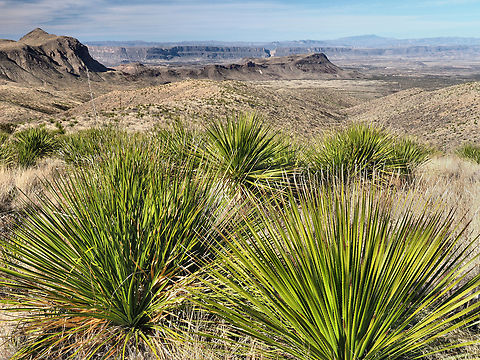 Sotol( dasylirion leiophyllum ) Big Bend NP.  Santa Elena Canyon in distance.  Sotol is an Agave. March 2018 Big Bend NP,Dasylirion leiophyllum