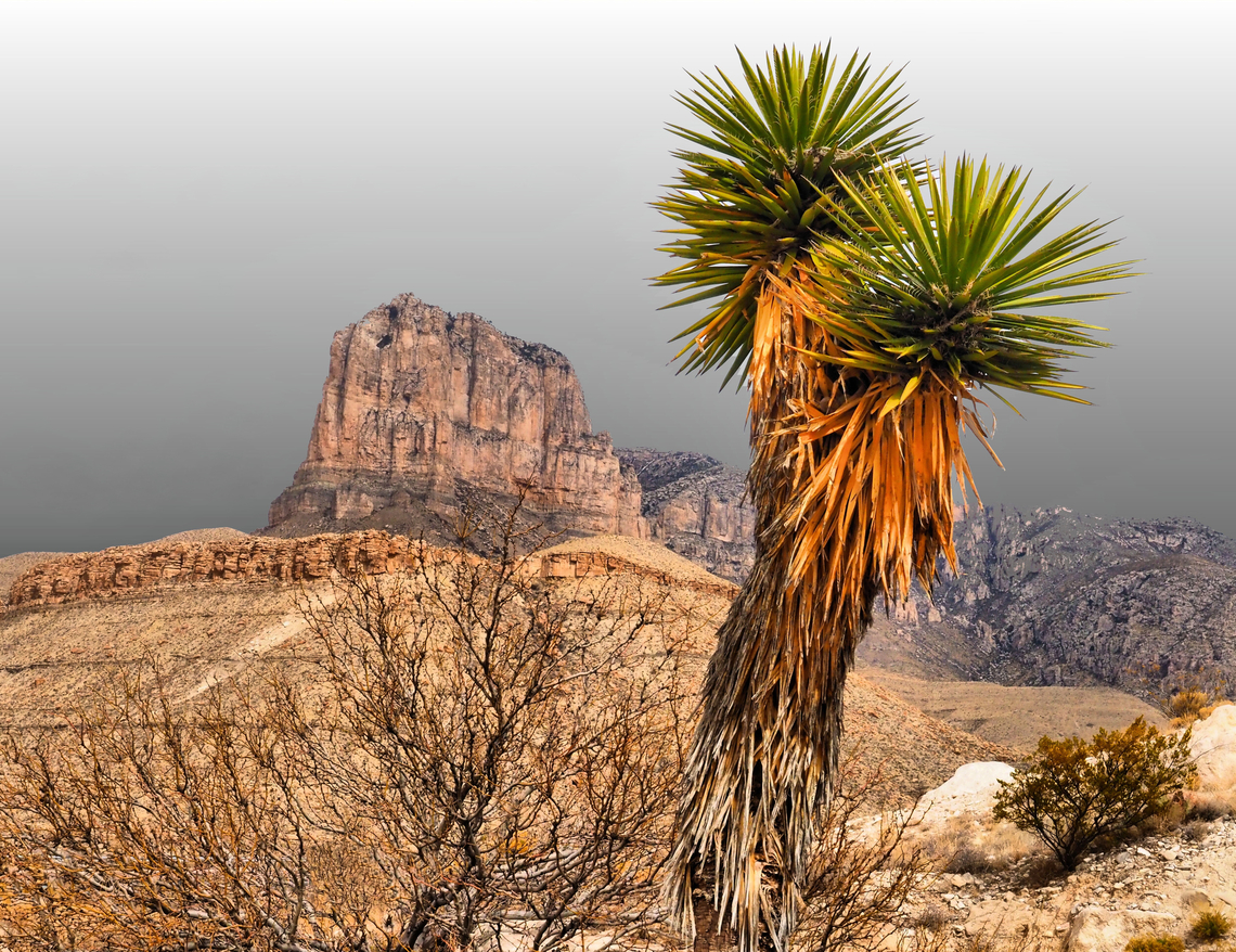 Yucca (Yucca faxoniana) seen below El Capitan in Guadalupe National Park, Texas Spanish dagger,Spiny cactus;  Guadalupe NP,Yucca,Yucca faxoniana