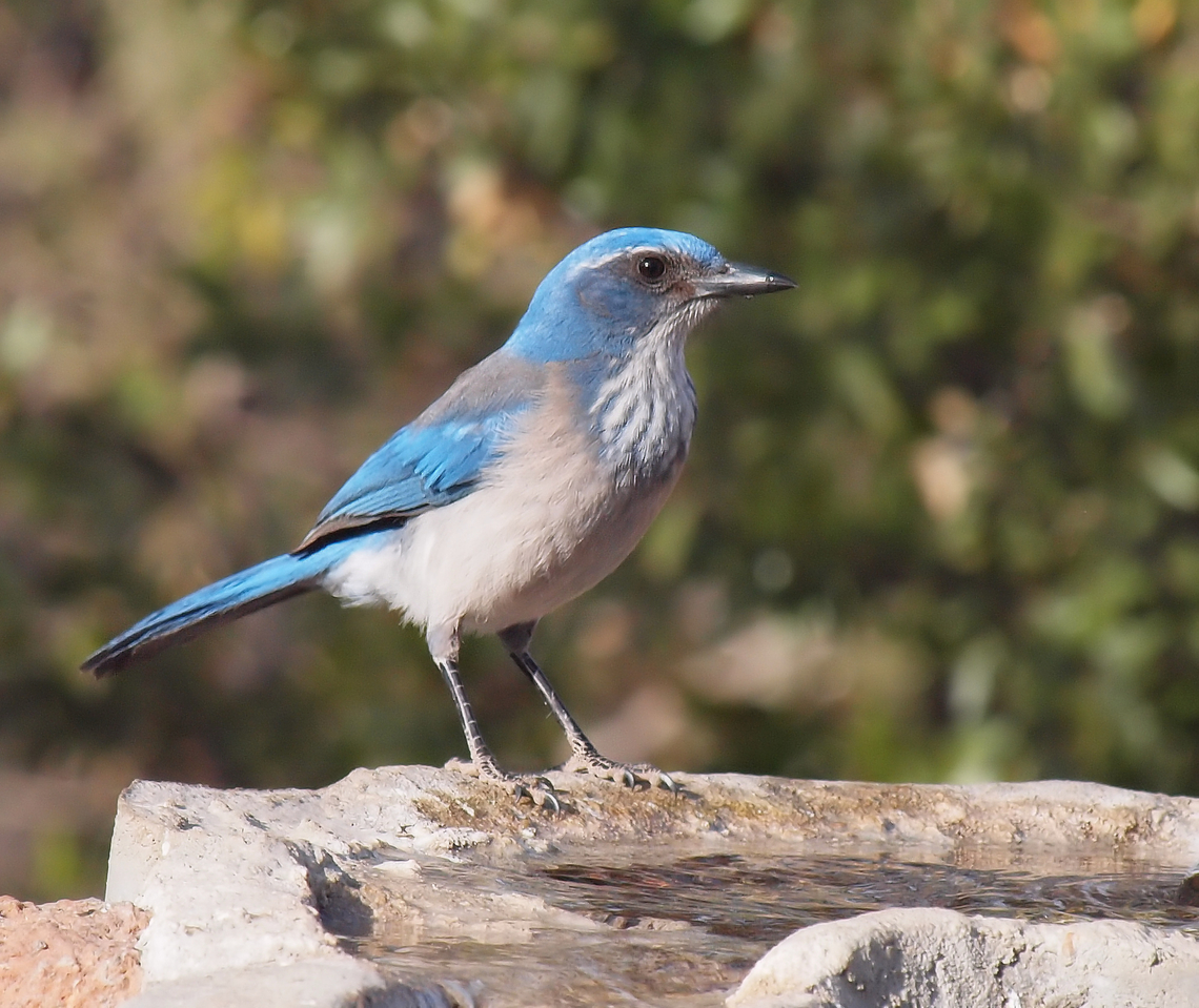 Woodhouse's Scrub Jay Viewed near Fort Davis, Texas in 2018  Aphelocoma woodhouseii,Woodhouses scrub jay,jays