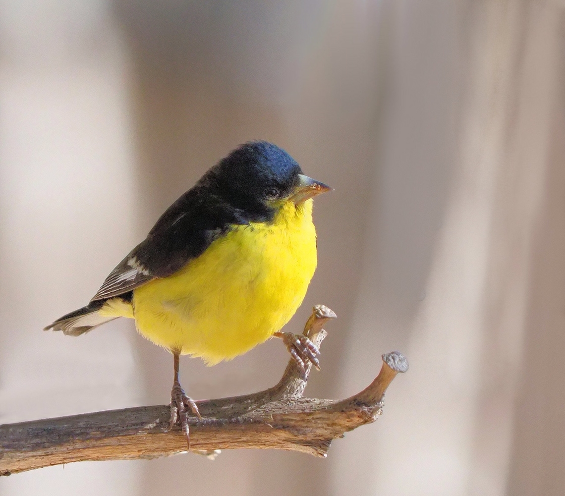 Male Lesser Goldfinch (spinus psaltria) Photographed in Davis Mtns State Park, Tx, March 2018.   Lesser goldfinch,Spinus psaltria,goldfinch