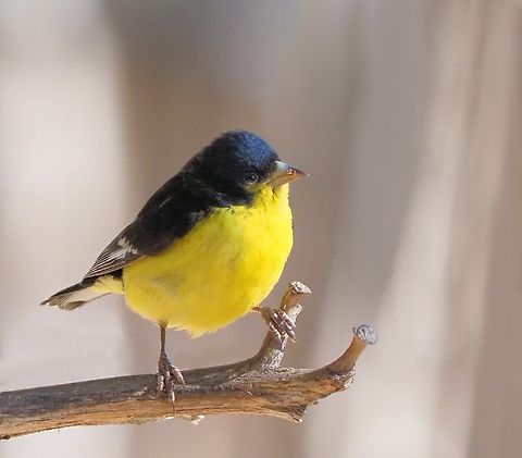 Male Lesser Goldfinch (spinus psaltria) Photographed in Davis Mtns State Park, Tx, March 2018.   Lesser goldfinch,Spinus psaltria,goldfinch