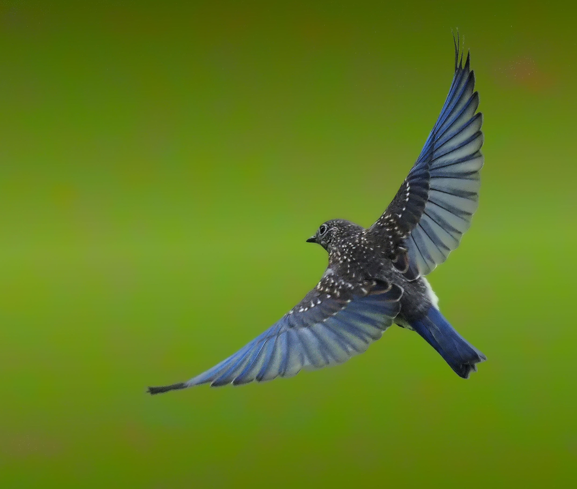 Eastern Blue Bird female Eastern Blue bird,Sialia sialis