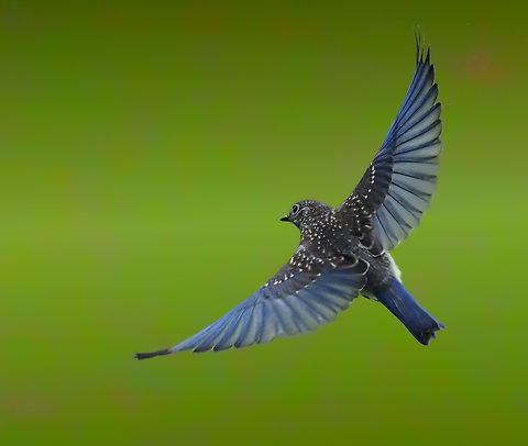 Eastern Blue Bird female Eastern Blue bird,Sialia sialis