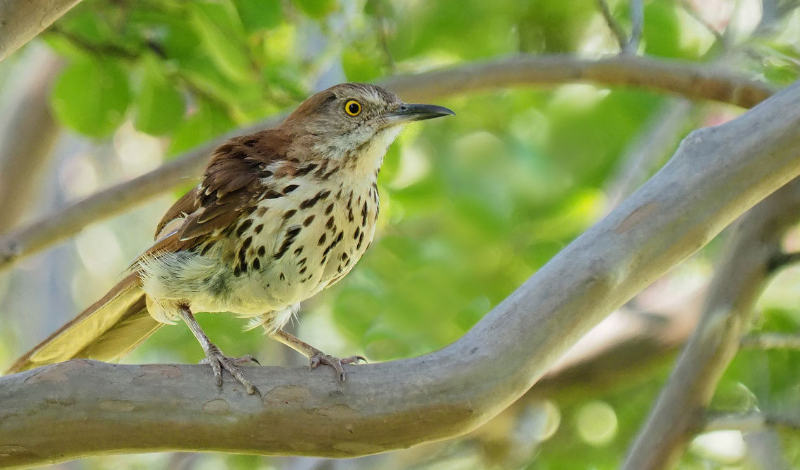 Brown Thrasher N. Texas in crepe myrtle tree Brown Thrasher,Toxostoma rufum
