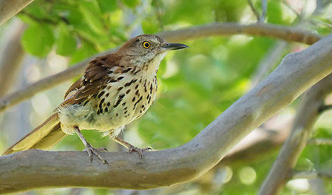 Brown Thrasher N. Texas in crepe myrtle tree Brown Thrasher,Toxostoma rufum
