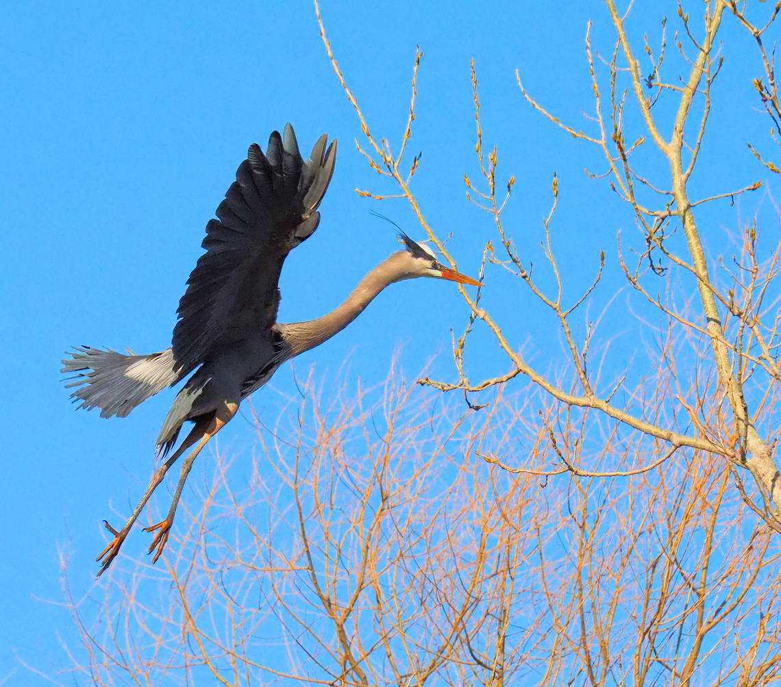 Family Ardeidae  a great blue heron is one of the less difficult birds to photograph in flight.  N. Texas  Ardea herodias,Great blue heron