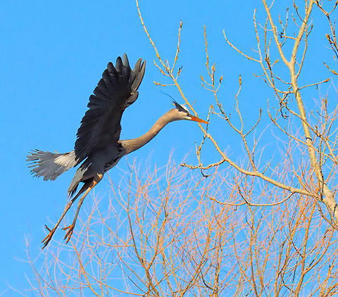 Family Ardeidae  a great blue heron is one of the less difficult birds to photograph in flight.  N. Texas  Ardea herodias,Great blue heron