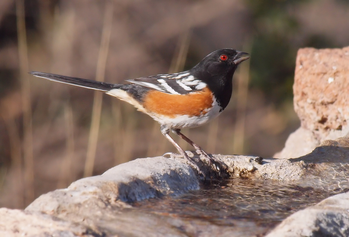Spotted Towhee (male) pipilo maculatus.  Photographed near Fort Davis , TX at Chihuahuan Desert Nature Center, 2018 Pipilo maculatus,Spotted towhee
